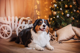 狗繁殖澳大利亚牧羊犬，澳元、 圣诞节和新年