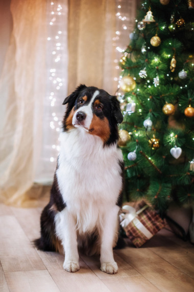 狗繁殖澳大利亞牧羊犬，澳元、 圣誕節(jié)和新年