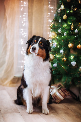 狗繁殖澳大利亚牧羊犬，澳元、 圣诞节和新年