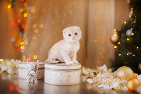 英国小猫，圣诞节和新年图片