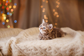 英国小猫，圣诞节和新年图片