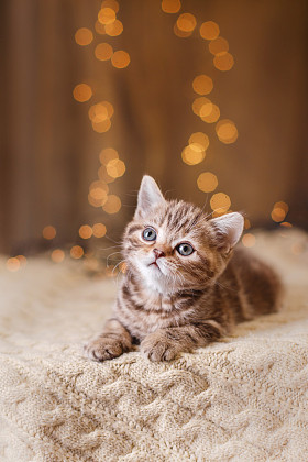 英国小猫，圣诞节和新年图片