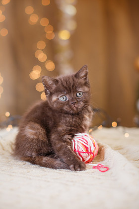 英国小猫，圣诞节和新年图片