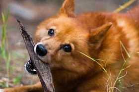 玩的狩猎犬图片