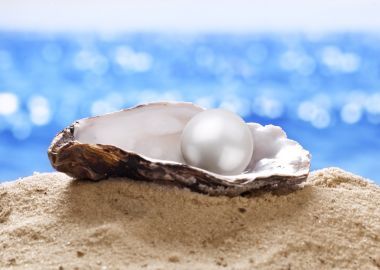 壳的一颗明珠.图片