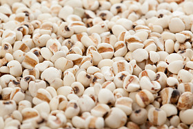 薏米为背景，纹理图片