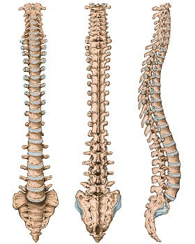 人体骨骼系统解剖学人体骨骼系统骨骼脊柱脊柱椎体