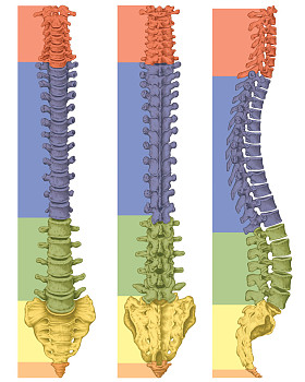 人体骨骼系统解剖学人体骨骼系统骨骼脊柱脊柱椎体