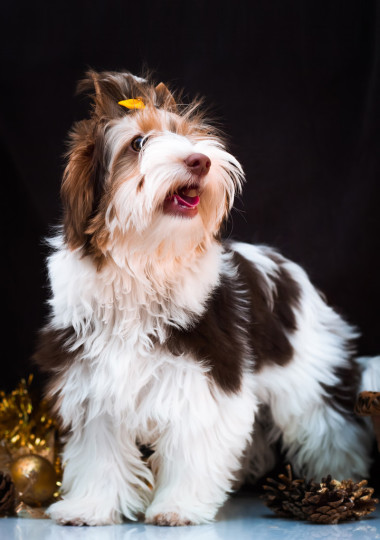 Biewer 约克夏和圣诞装饰