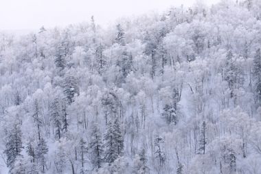 雪白色的樹，北海道，日本