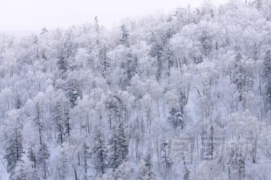 雪白色的樹，北海道，日本