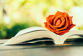 在打开的书上的玫瑰图片