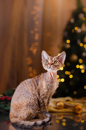 德文郡 Rex 猫，圣诞节和新年