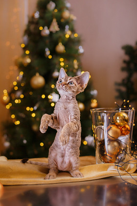德文郡 Rex 猫，圣诞节和新年