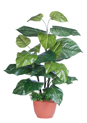 装饰用植物图片