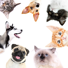 狗和猫的拼贴图片