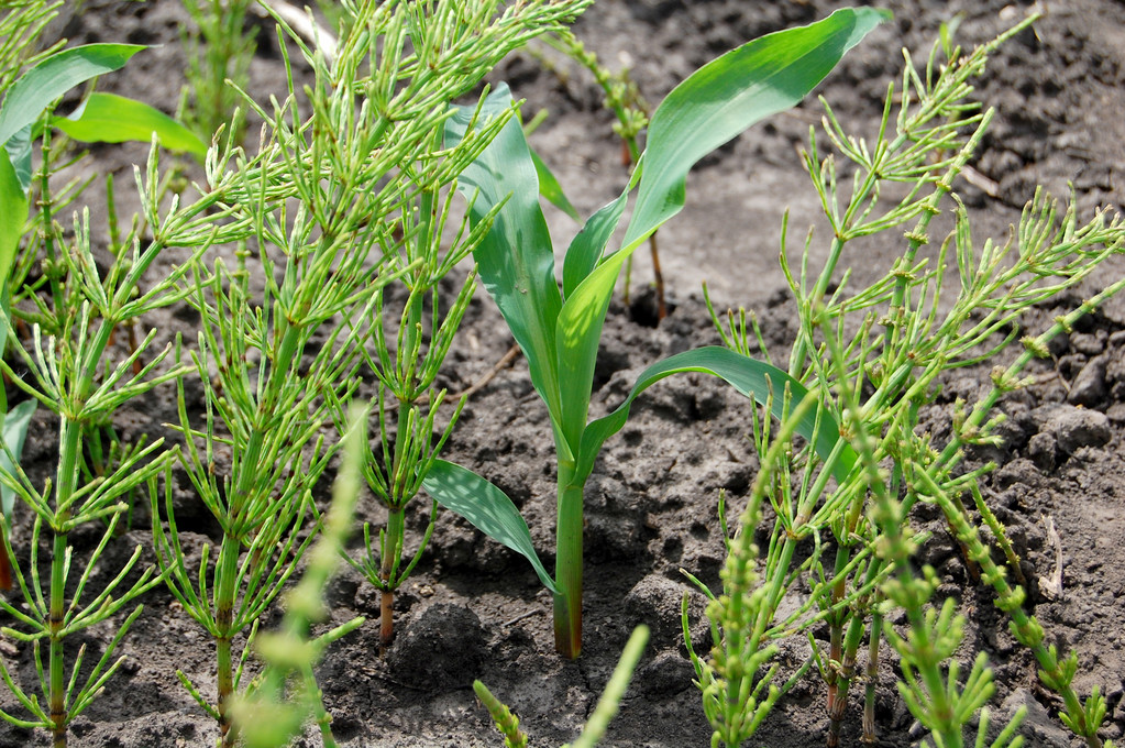 玉米和草甸松照片