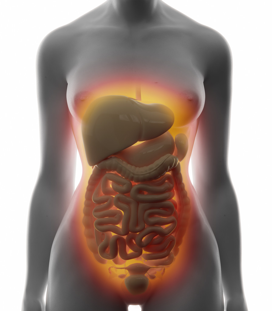 腹部器官图片 腹部器官图片