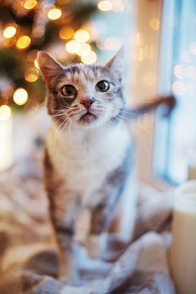 近圣诞树灯和玩具猫照片