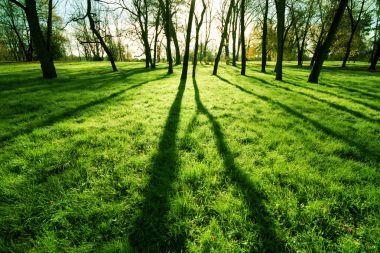 早上在公園的草地上，陽(yáng)光圖片