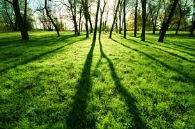 早上在公园的草地上，阳光图片