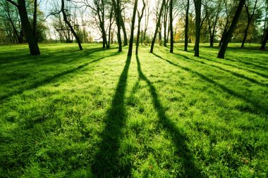 早上在公园的草地上,阳光图片 早上在公园的草地上,阳光图片