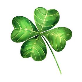 孤立在白色背景上的绿色三叶草叶