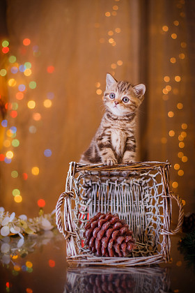 英国小猫，圣诞节和新年照片