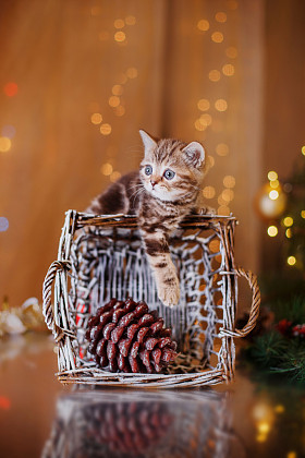 英国小猫，圣诞节和新年