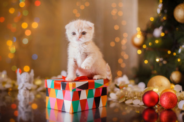 英國小貓，圣誕節(jié)和新年