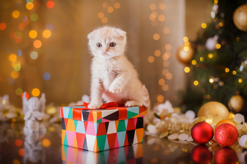 英国小猫,圣诞节和新年 英国小猫,圣诞节和新年