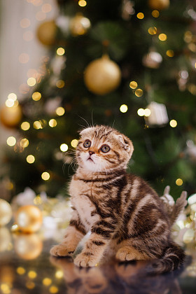 英国小猫，圣诞节和新年