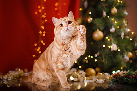 英国小猫，圣诞节和新年照片