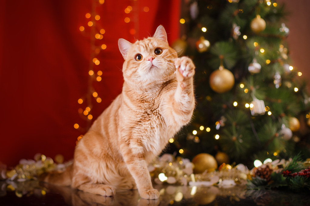 英国小猫，圣诞节和新年照片