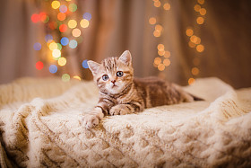 英国小猫，圣诞节和新年图片