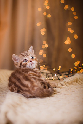 英国小猫，圣诞节和新年图片