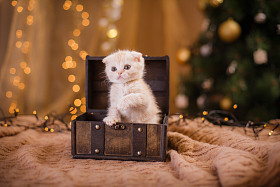 英国小猫，圣诞节和新年