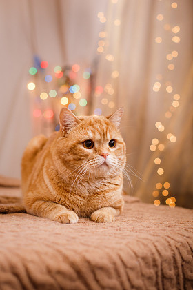 英国小猫，圣诞节和新年