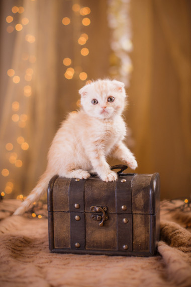 英国小猫，圣诞节和新年