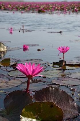 粉红色莲花池塘里.图片
