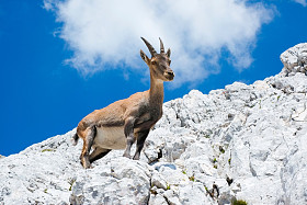 高山 ibex