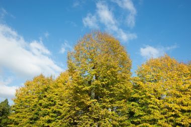 在秋天期間 buttonwoods