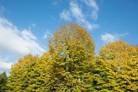 在秋天期间 buttonwoods