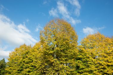 在秋天期间 buttonwoods