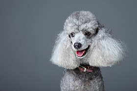 微笑灰色贵宾犬