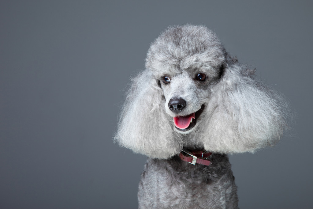 微笑灰色贵宾犬