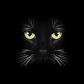 黑猫关闭图片