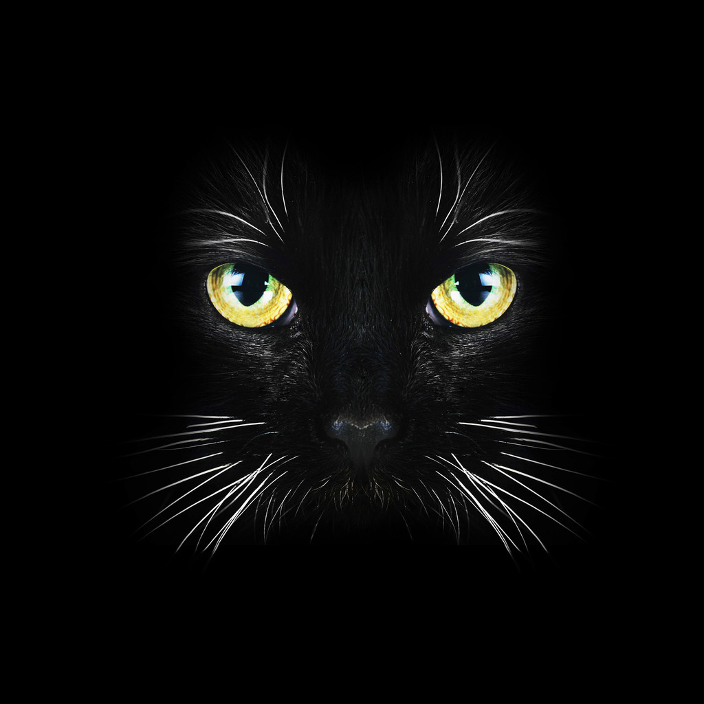 黑猫关闭图片
