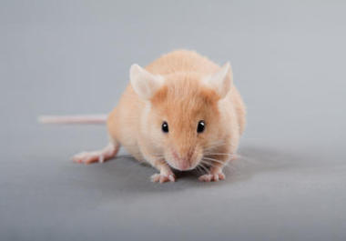 實(shí)驗(yàn)室鼠標(biāo)