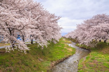 樱花和流